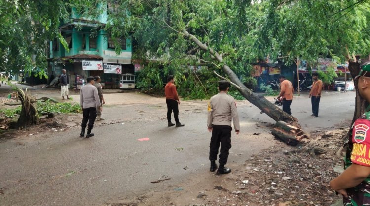 Respon cepat Bhabinkamtibmas Sei Jodoh eksekusi pohon tumbang yang menutup badan jalan