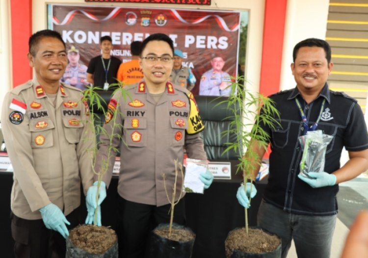 Tanam Pohon Ganja, Pelaku Ditangkap oleh Satres Narkoba Polres Bintan