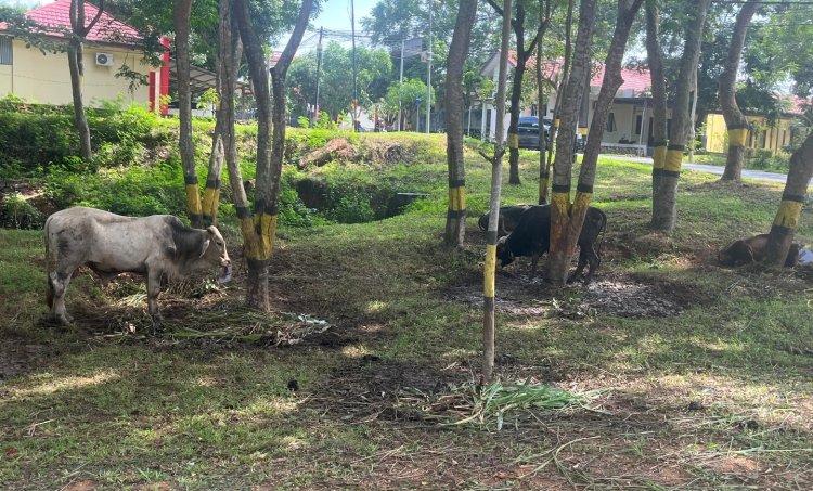 IRJEN POL YAN FITRI QURBAN 34 EKOR SAPI UNTUK MASYARAKAT KOTA BATAM