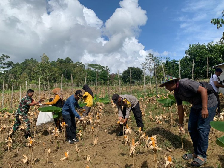 Brigadir Sukoy De Komar Panen Jagung