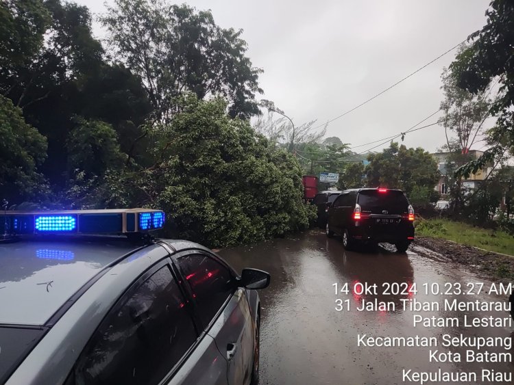 Evakuasi Pohon Tumbang di Depan Perumahan Akasia, Sekupang: Polsek Sekupang Bersama Warga Bertindak Cepat