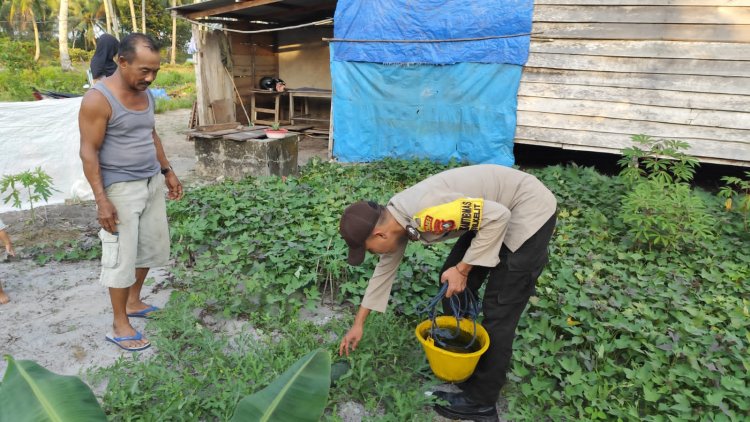 Briptu Yoan Afdinal Semai Pupuk dan Penyiraman  Ubi Jalar