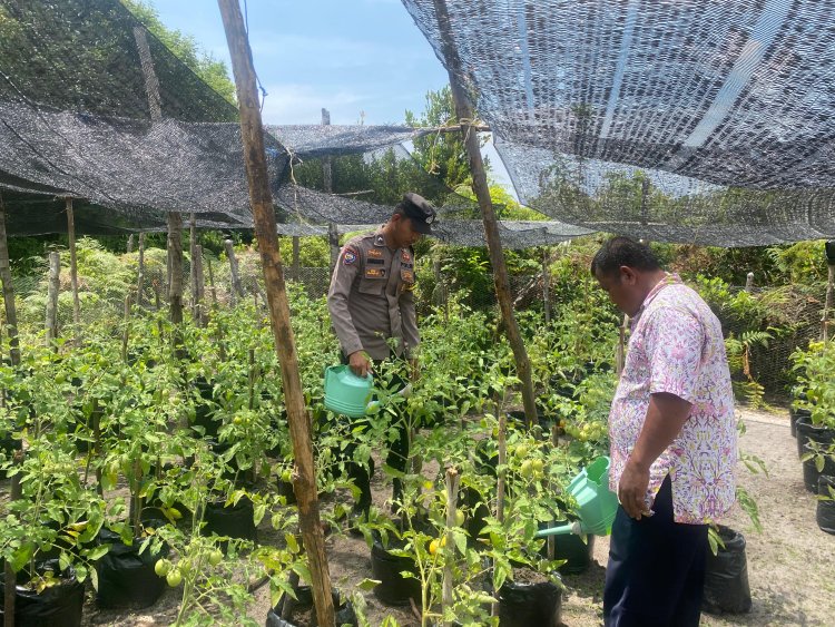 Bripda Jonathan Sianturi Giat Dorong Perkebunan Tomat