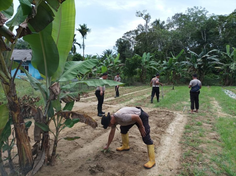 IPTU Henry Gunawan Lakukan Penyemaian Bibit Jagung di Perkebunan Polres Lingga