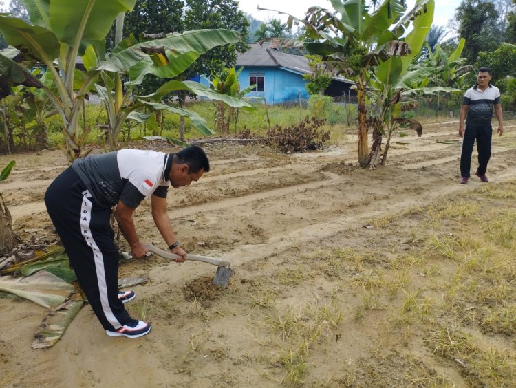 Iptu Henry Gunawan Pastikan Bibit Jagung Berkualitas di Kebun Polres Lingga