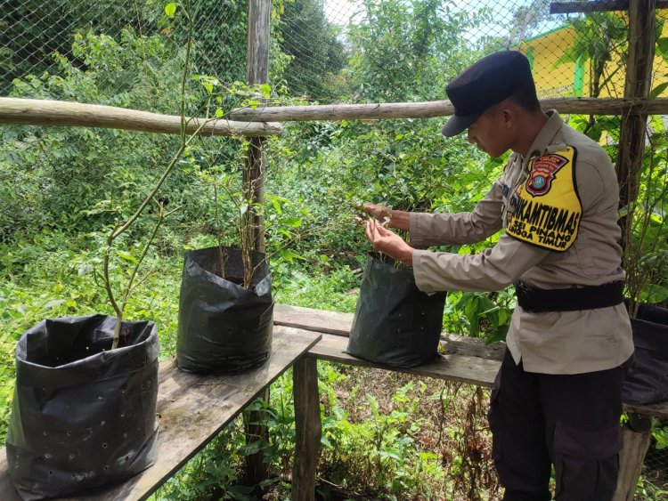 BRIPTU Nofri Giatkan Ketahanan Pangan Lewat Kebun Cabe Rawit