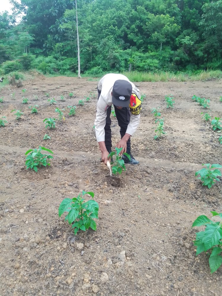 Brigadir Ivan Safiin Penggerak Ketahanan Pangan Perkebunan Cabe Rawit