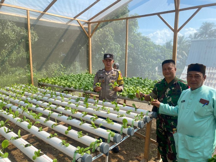 Brigadir Steven Silap, S.H., Bersama Babinsa dan Pemda Persing Panen Sawi Hidroponik