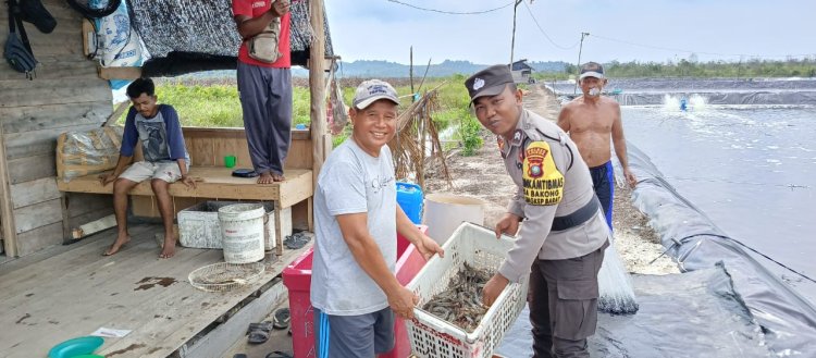 Briptu Paradis Adytya Saydi Panen Udang Vaname Budidaya Tambak Air Tawar