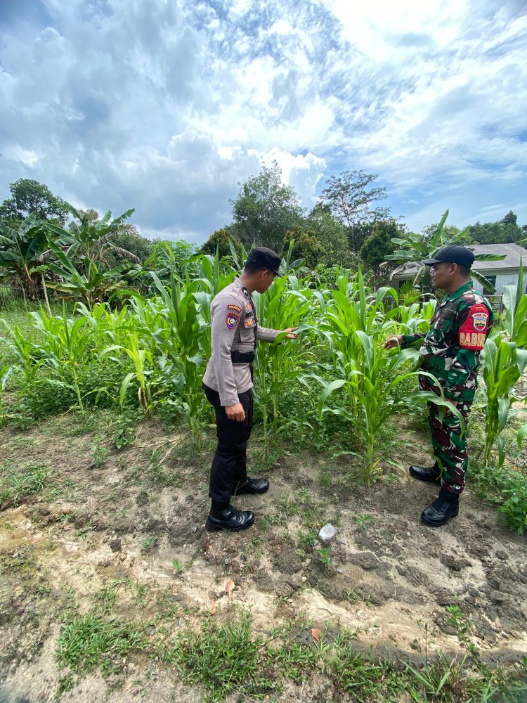 Bripda Qeis Maula Huda Gerakan Ketahanan Pangan Perkebunan Jagung