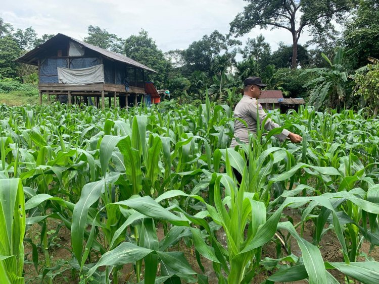 Brigpol Sukoy De Komar Gerakan Ketahanan Pangan Perkebunan Jagung