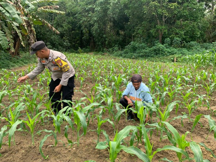 Brigpol Sukoy De Komar Bangkitkan Ketahanan Pangan lewat Perkebunan Jagung