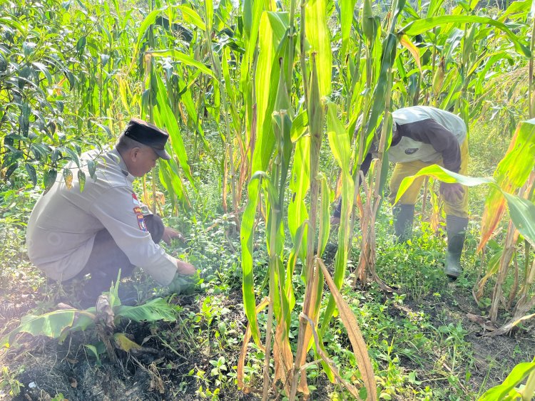 Bripka Yoyok Darsono dan Briptu Eko Daryonto Gerakan Ketahanan Pangan Perkebunan Jagung