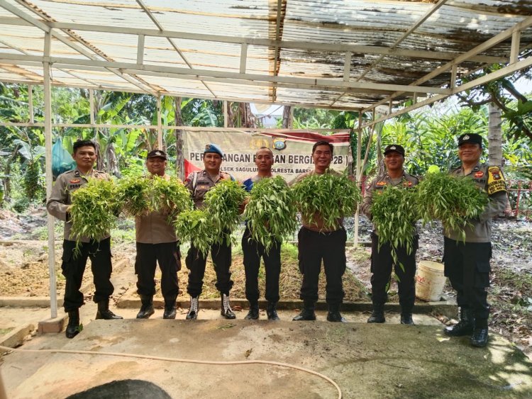 Mewujudkan Asta Cita Presiden: Polsek Sagulung Sukses Panen Sayur dan Dorong Ketahanan Pangan