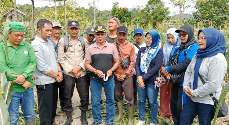 Brigadir Khatib Maal Abrar, Bersama Pemerintah Desa Batu Kacang dan Poktan Panen Jagung