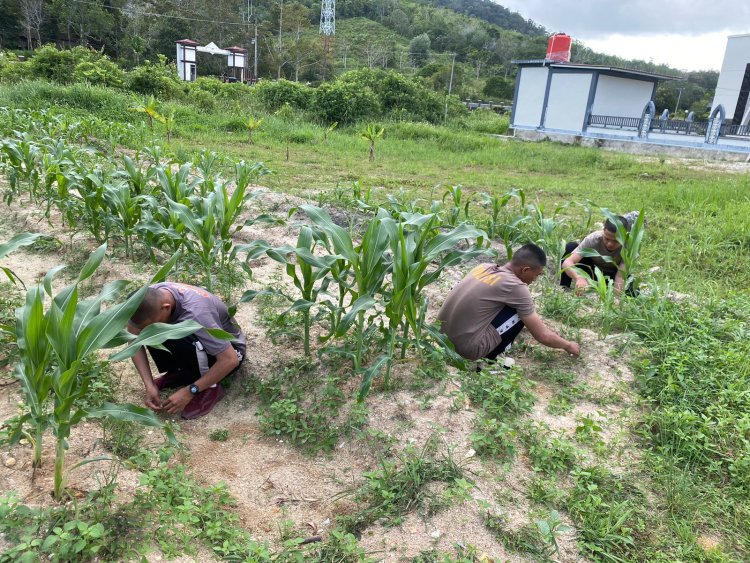 Personel Polres Lingga Melakukan Perawatan Tanaman Jagung Jenis Paragon di Kebun Ketahanan Pangan