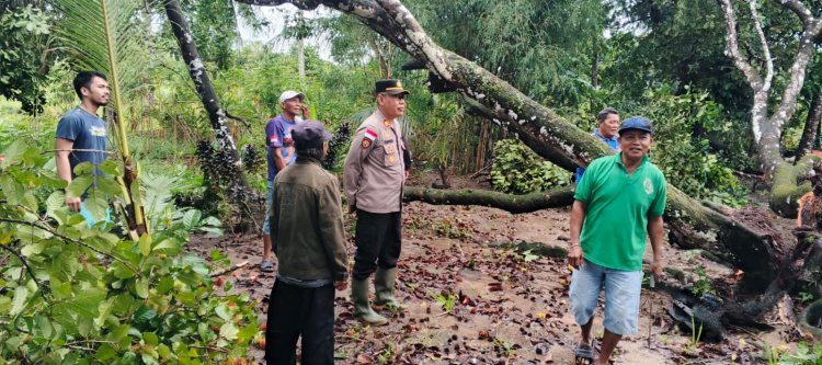 Polisi Bantu Evakuasi Pohon Tumbang Timpa Rumah Warga