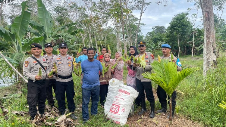 Polsek Singkep Barat Gelar Panen Perdana Jagung Varietas Paragon di Desa Sungai Raya