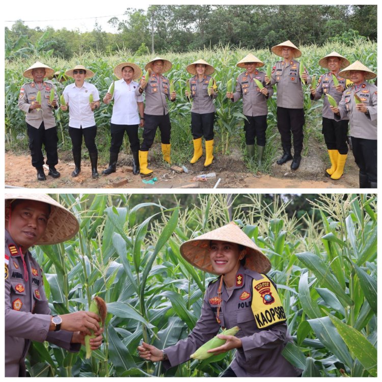 Polres Bintan Panen Raya Jagung Manis, Dukung Ketahanan Pangan