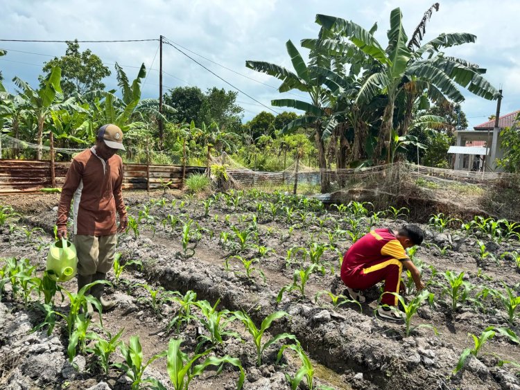 Briptu Febi Eka, J.S., Rawat Tanaman Jagung dengan Berikan Pupuk NPK