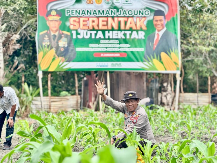 AKP Mayson Safri Berikan Pupuk NPK Tahap 2 Untuk Tanaman Jagung Usia 30 Hari Dukung Program Asta Cita